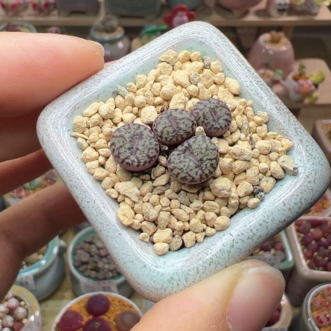 多肉植物59号安贞