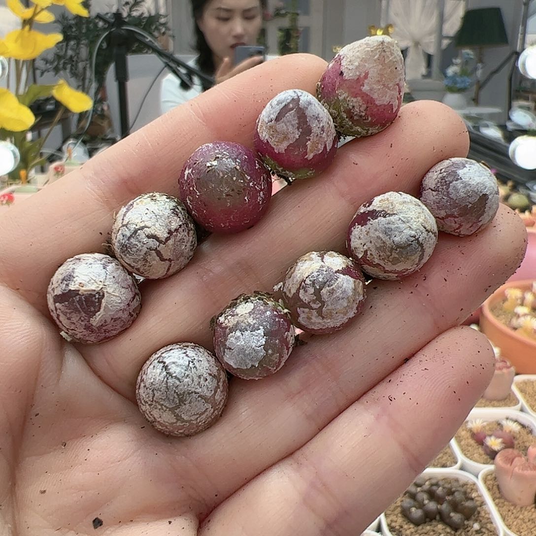 【闪购商品】45 灯泡*10