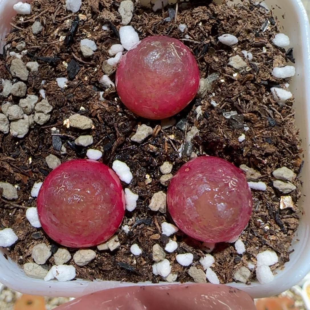 肉锥多肉植物百科7-灯泡一盆828