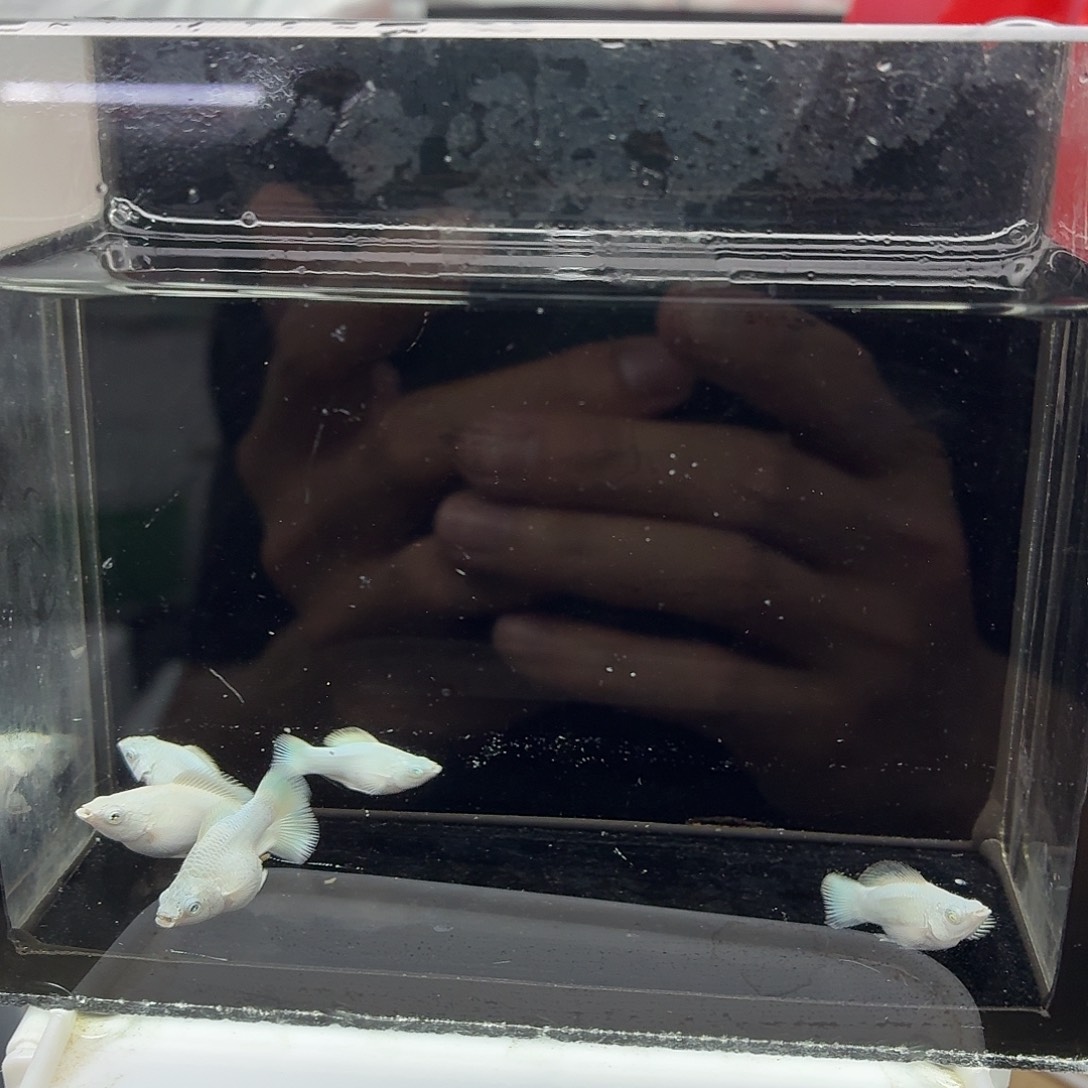 孔雀鱼瓷白玛丽五条