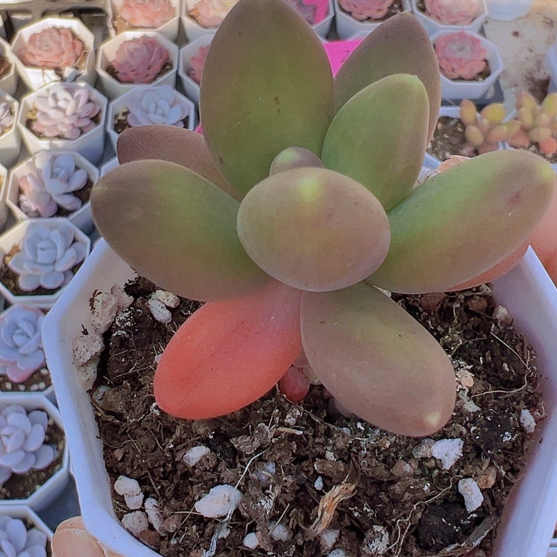 芒果奶19包邮多肉植物