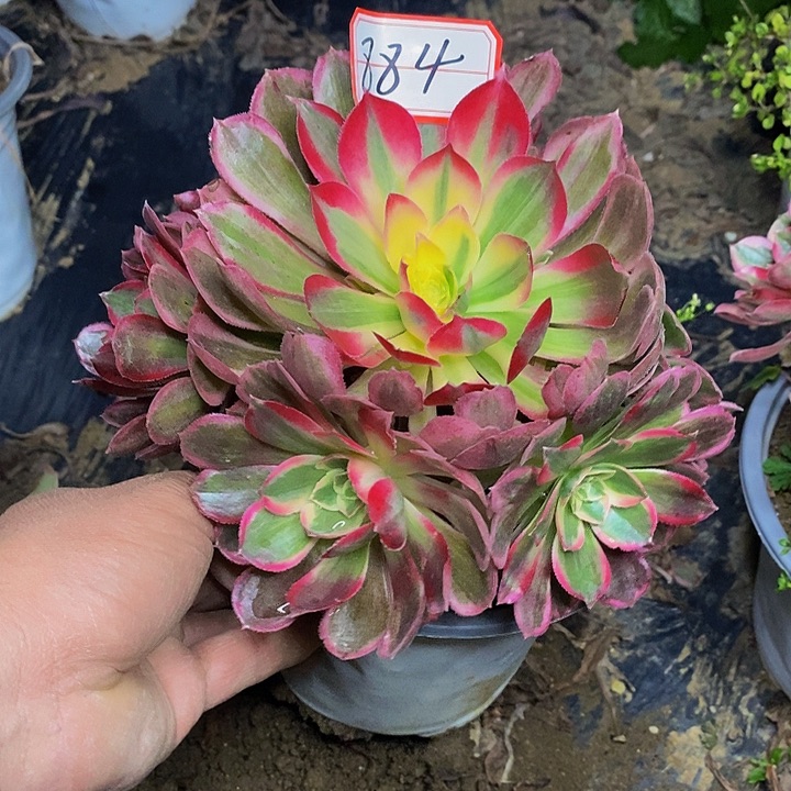 玉芙蓉老桩捧花884号