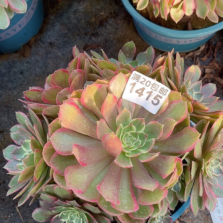 一颗粉花妖法师1415