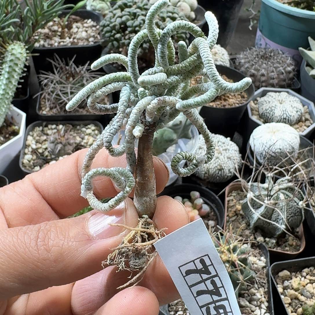 775银蚕实生脱土发货