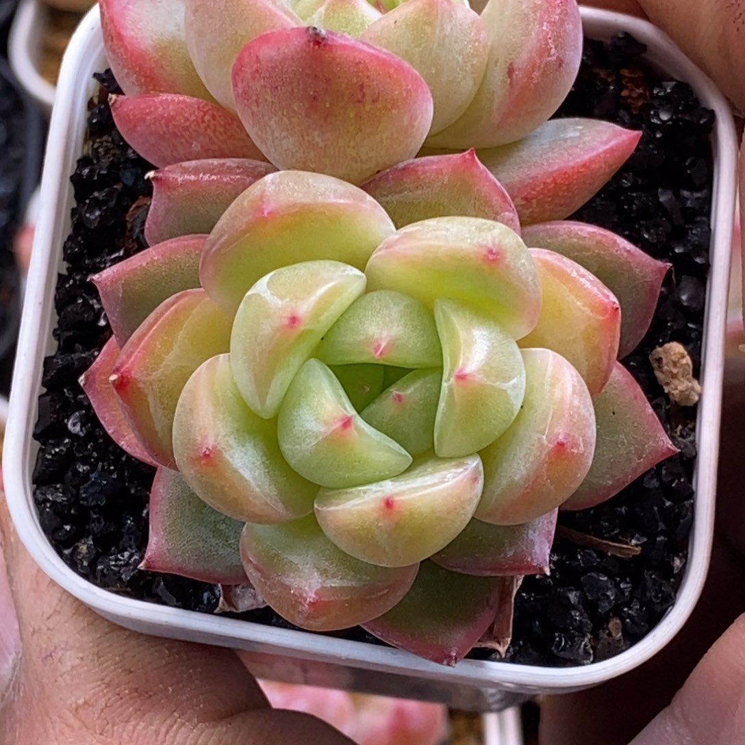 天官赐福百无禁忌