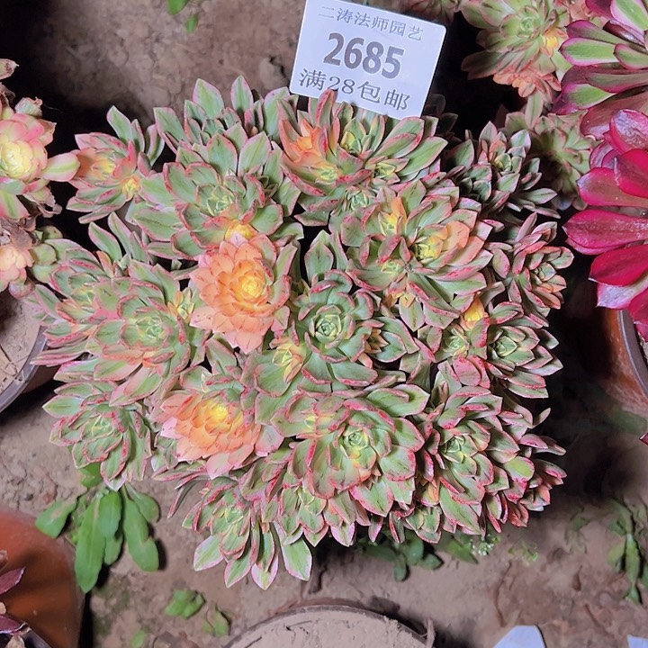 2685甜茶多肉植物2号
