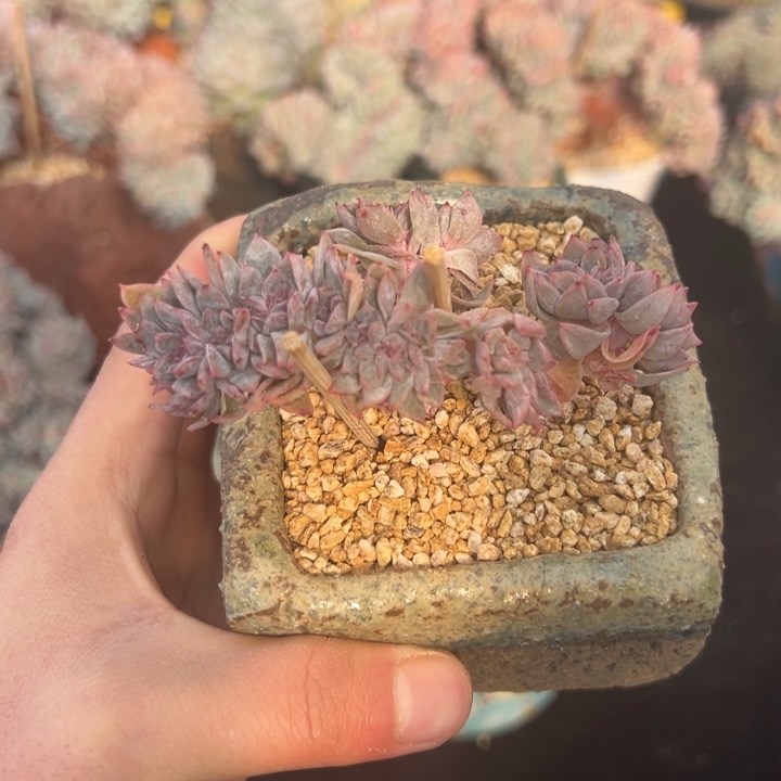 新年快乐新年快乐