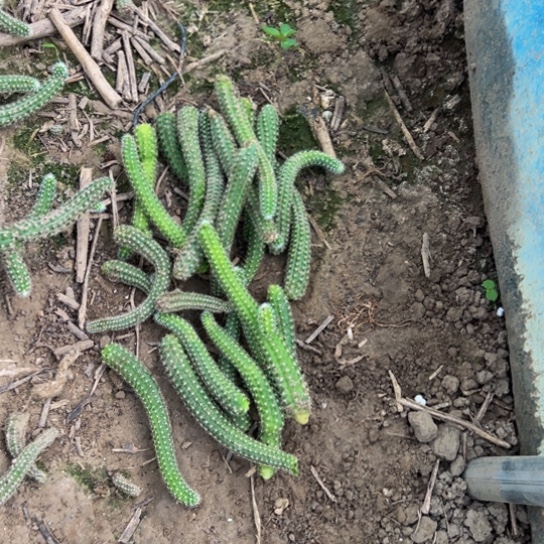 毛毛虫多肉植物20根一单