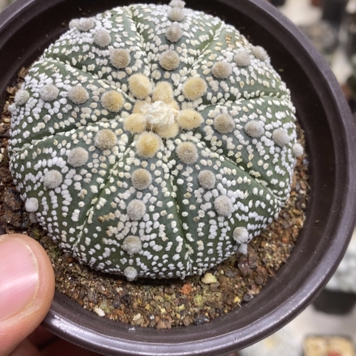 实生大号超兜特价