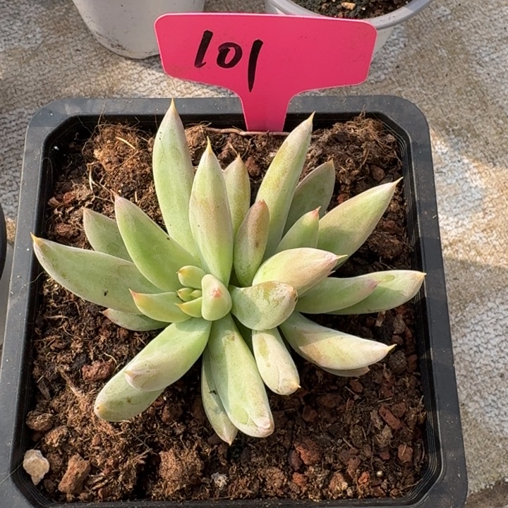 101杜丽万新号福利价