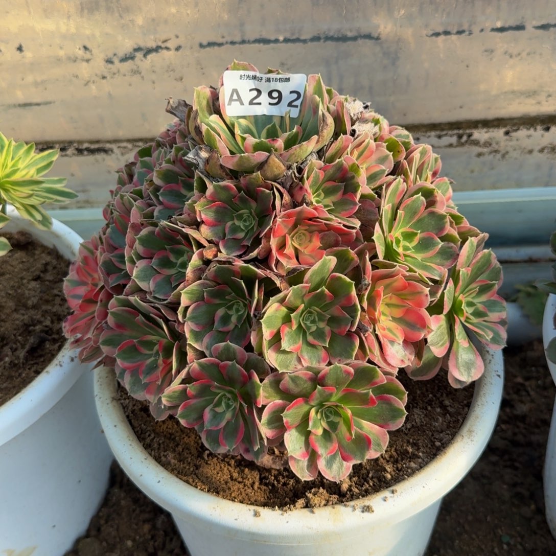292妖月。多肉植物