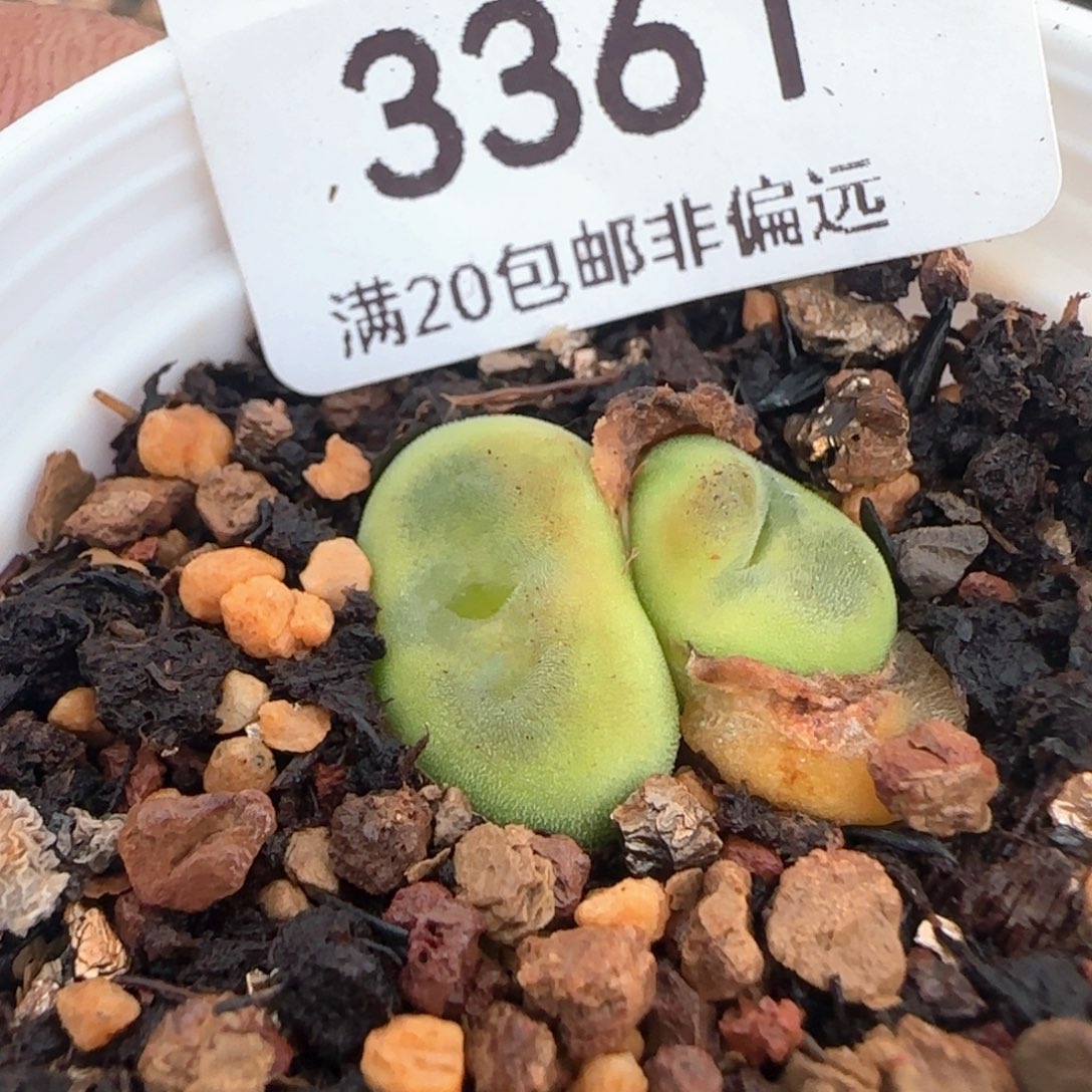 带盆土水晶鞋。   1212