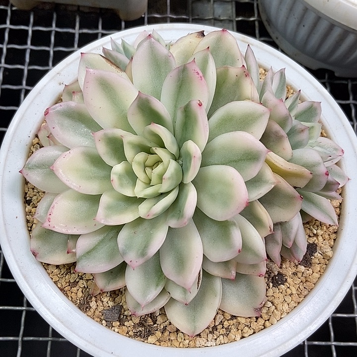 寒酥锦多肉植物的