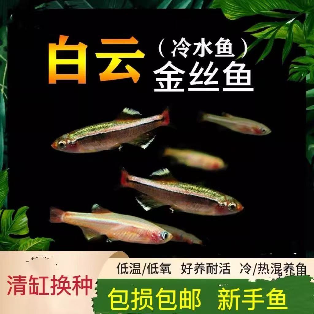【发顺丰】白云金丝小型观赏鱼低温淡水鱼淡水加温好养鱼原灯科