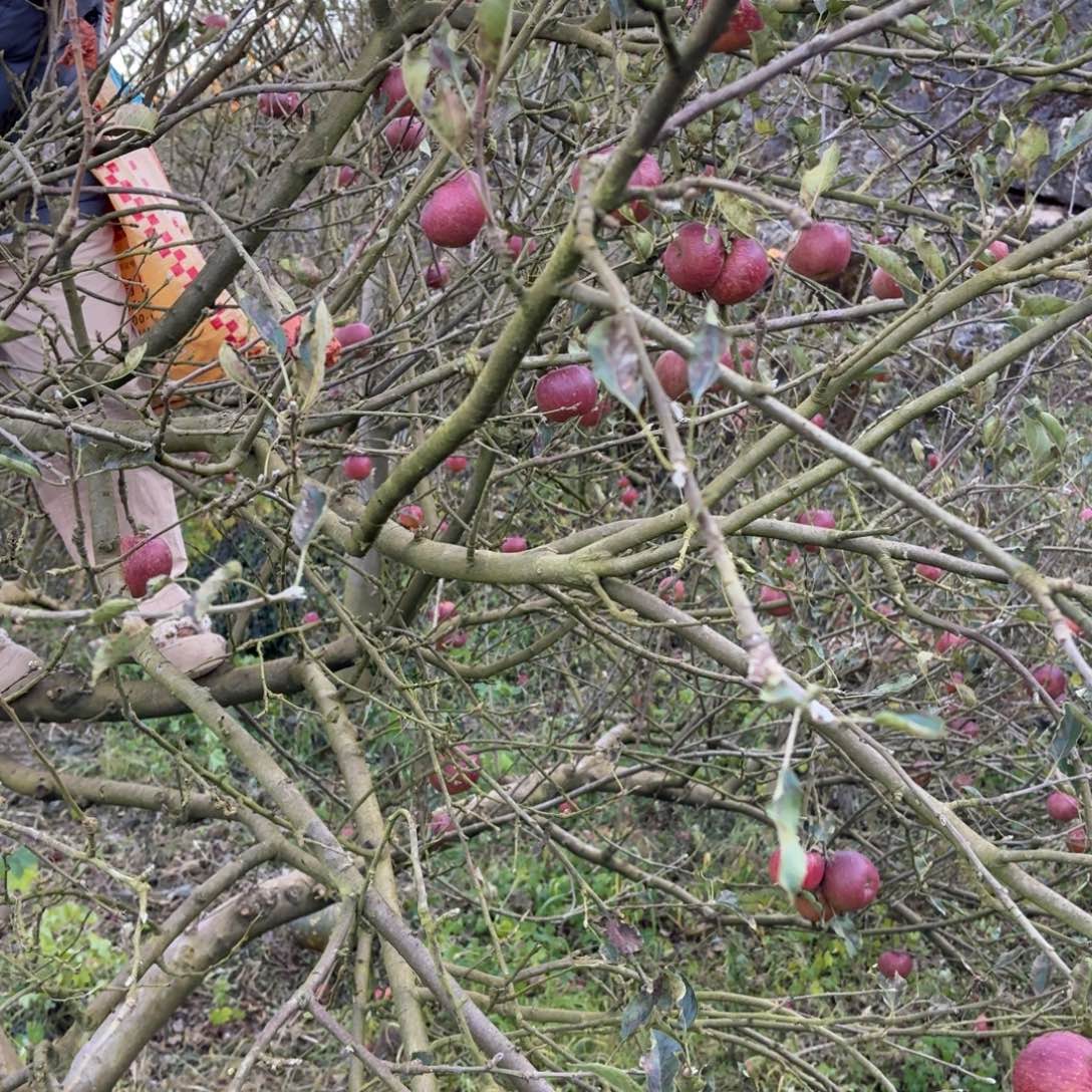 丑苹果5斤装福利优惠大中小