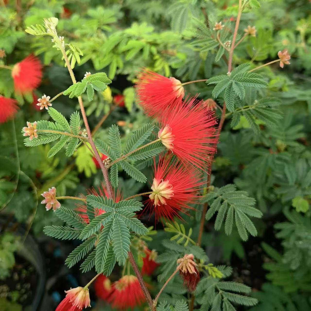 姬合欢花办公室绿植微景观网红植物好养易活四季开花香水合欢花