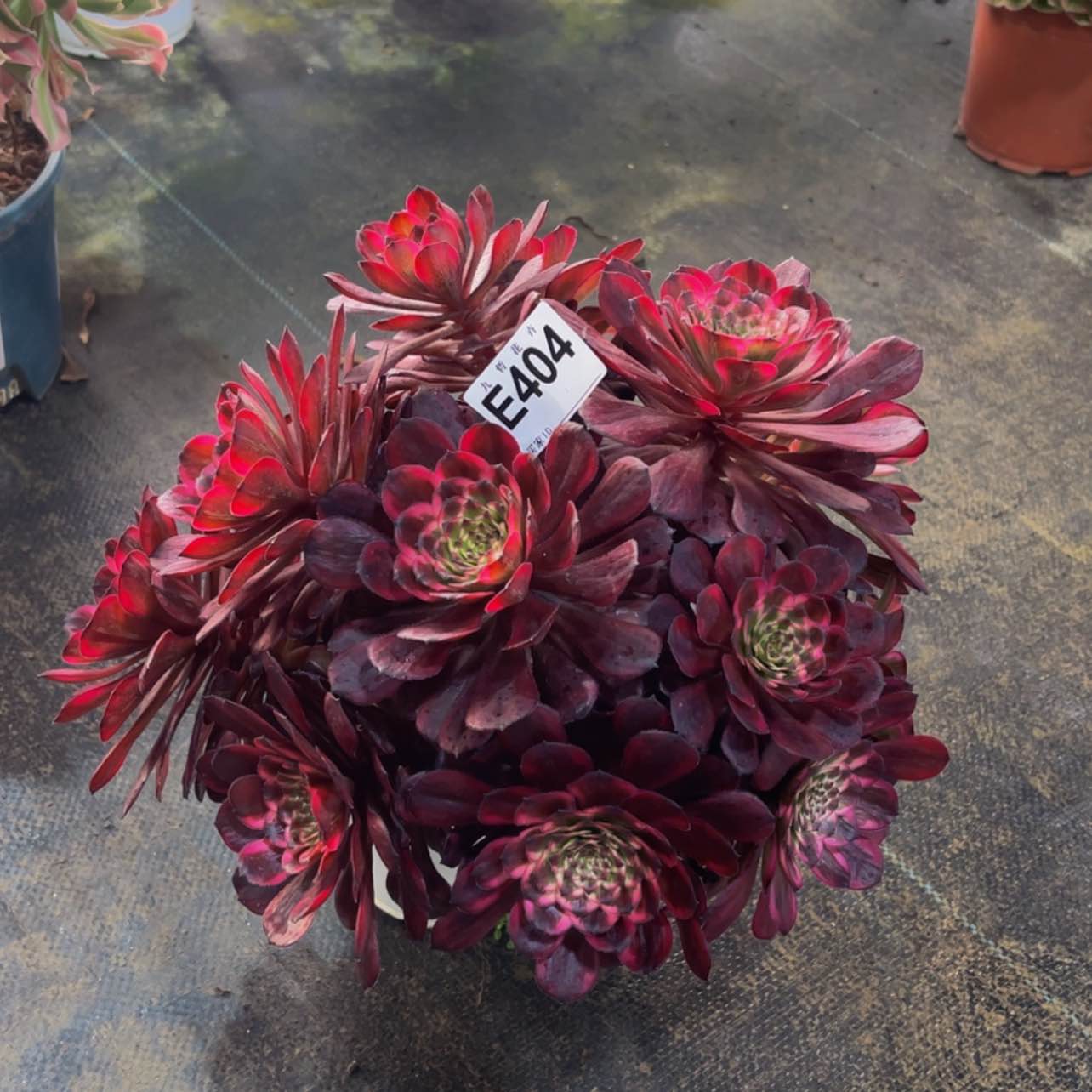 【闪购商品】40400