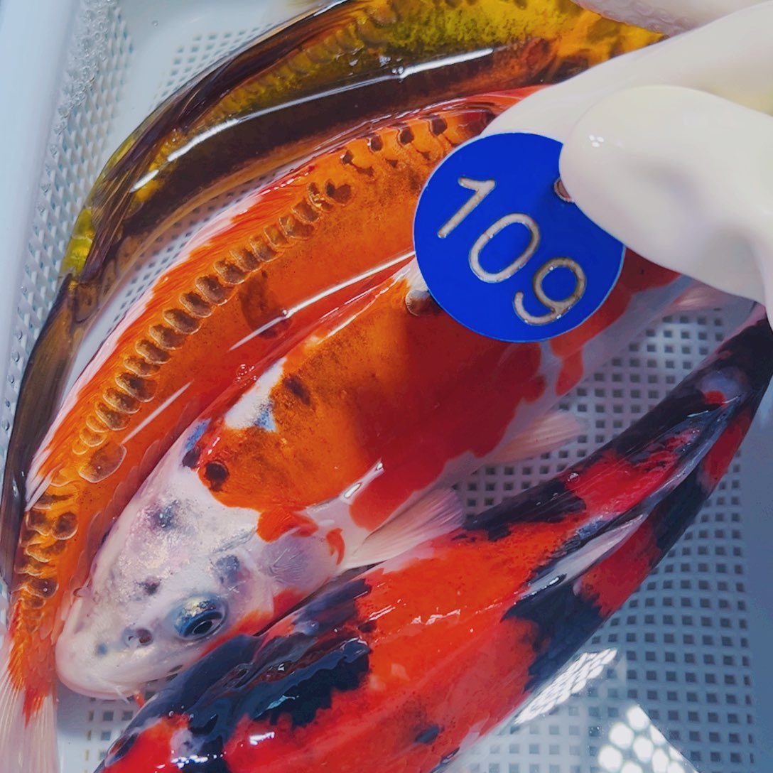 锦鲤109 锦鲤观赏鱼冷水