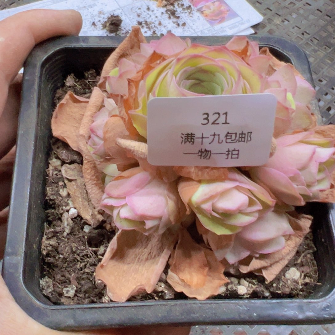 带盆土发货无售后321