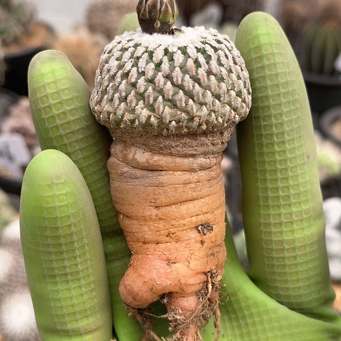 嘻*实生精巧殿仙人球