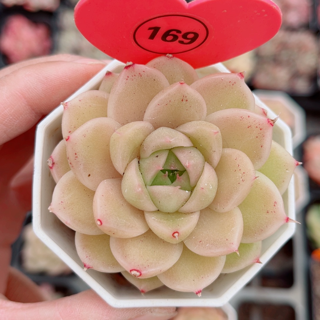 169号珍妮麦秆单头