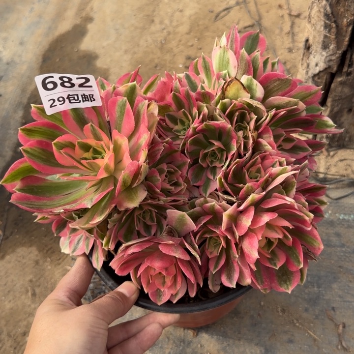 女巫，多肉植物……