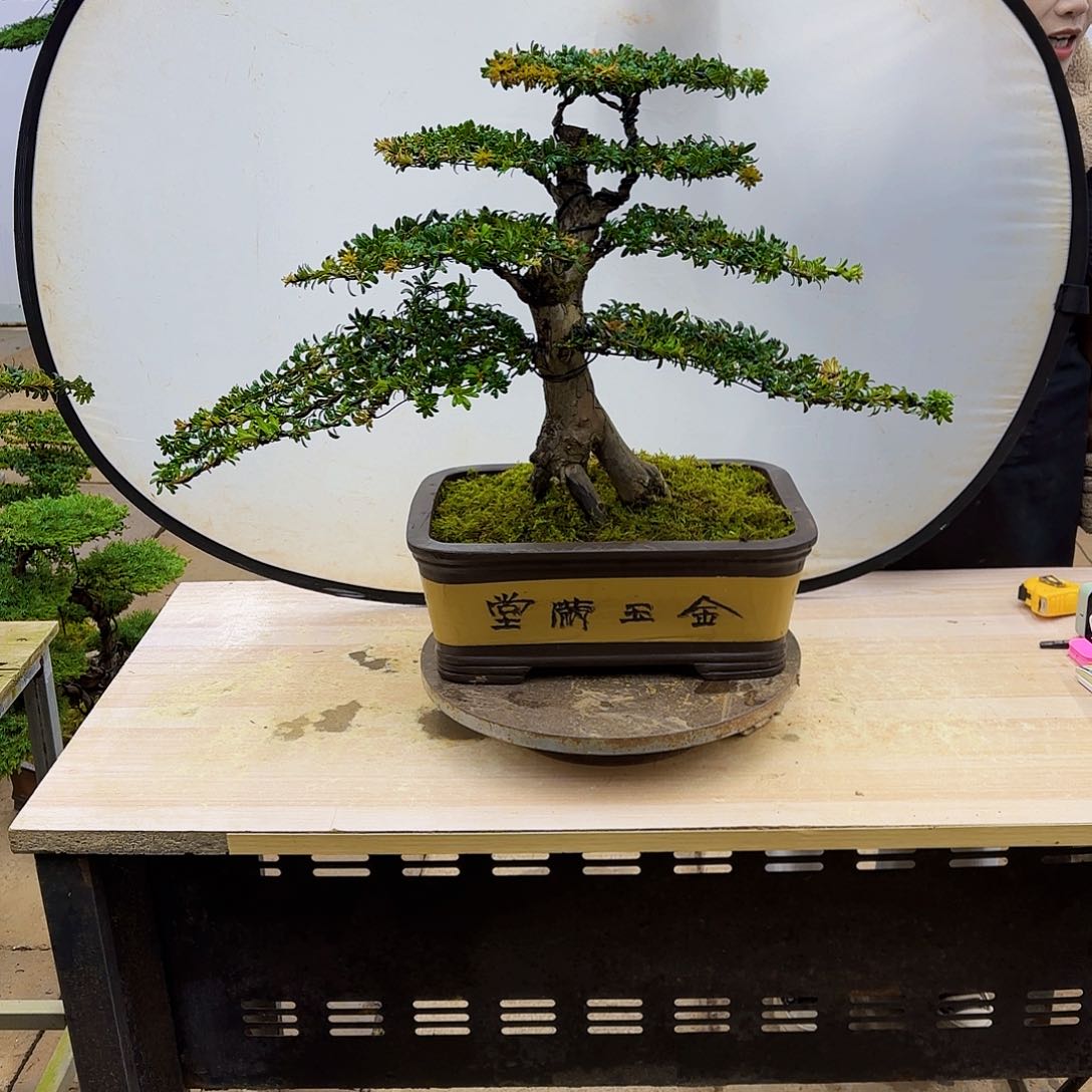 盆景直播间一物一拍