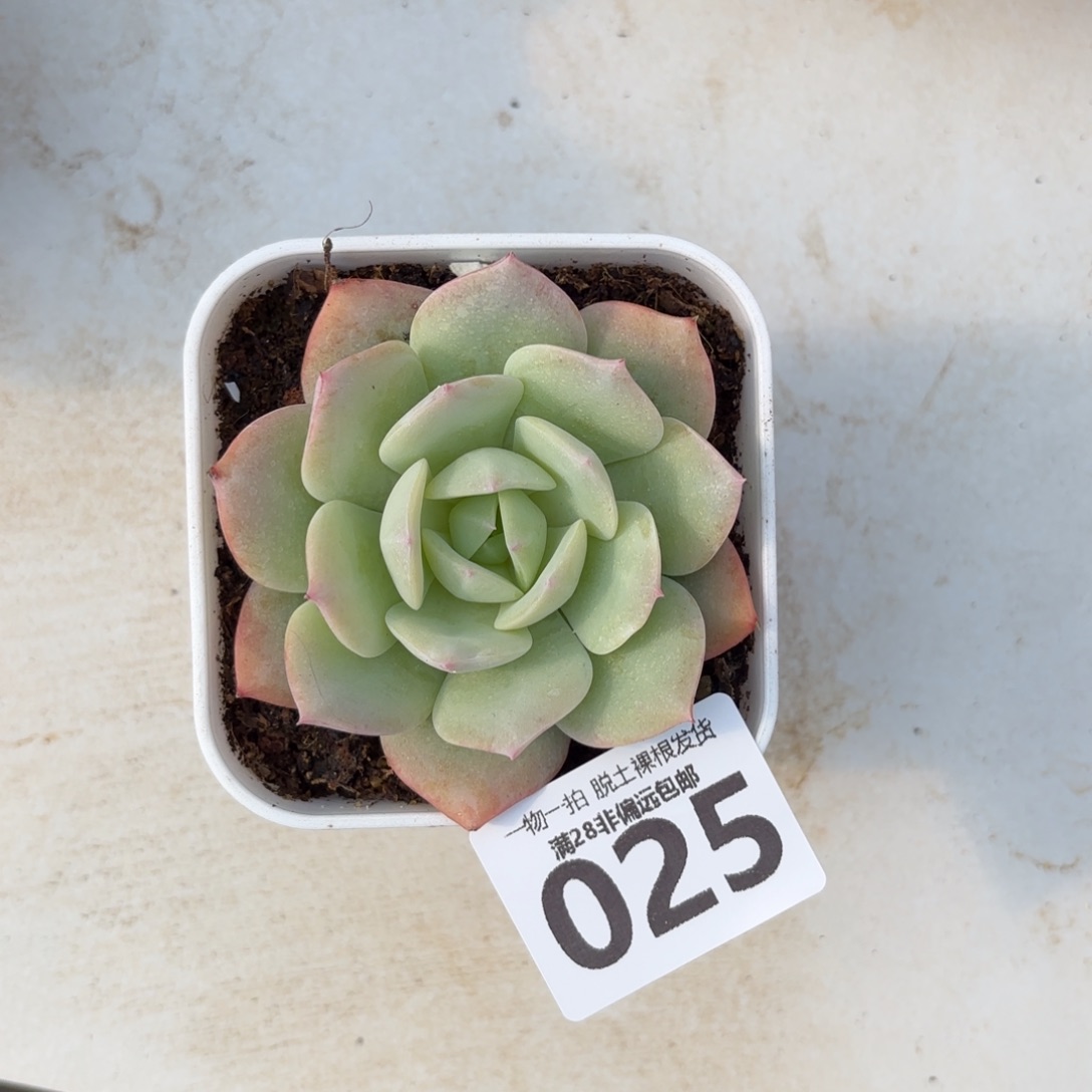 恋曲单头无盆土发货