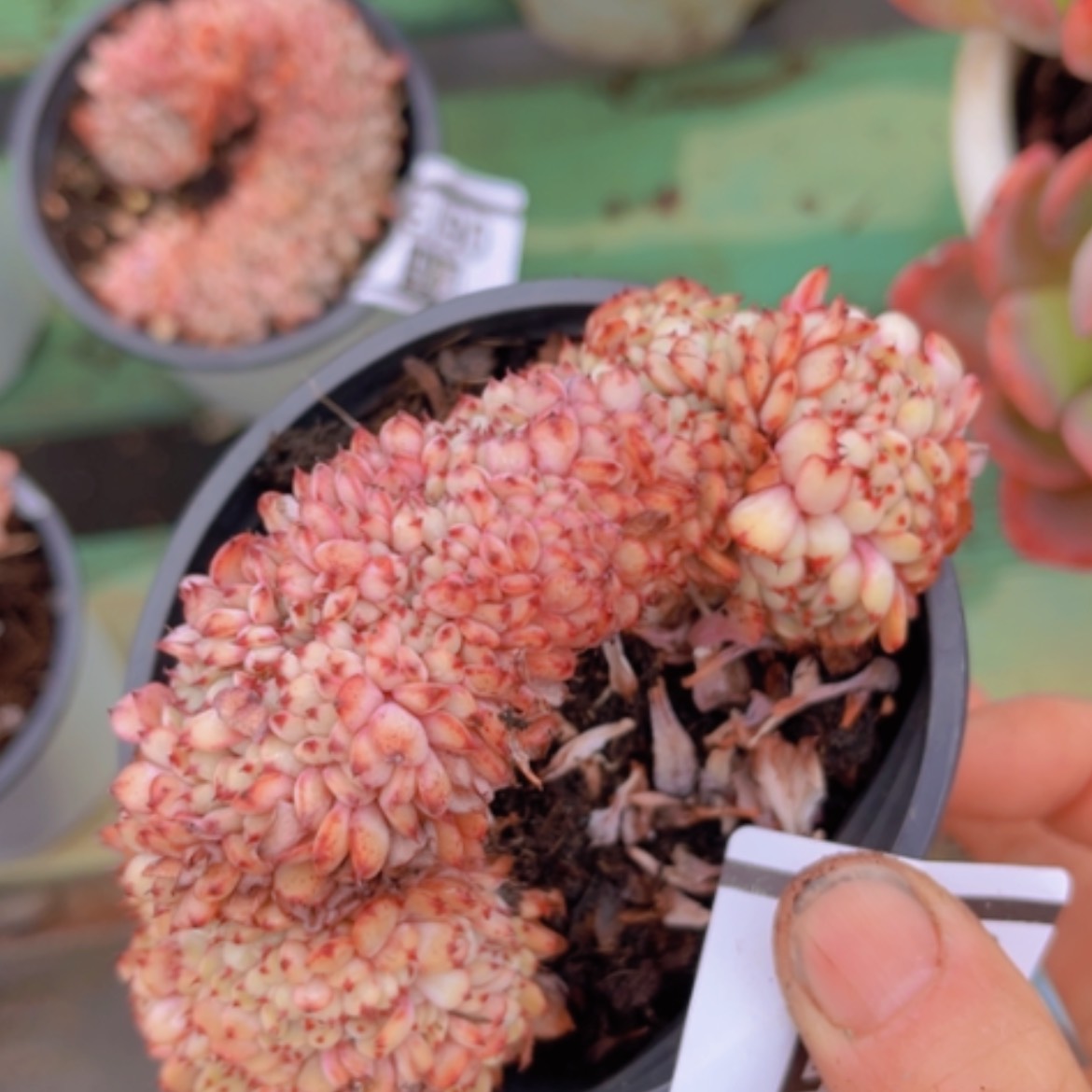 【闪购商品】粉姬莲缀0614