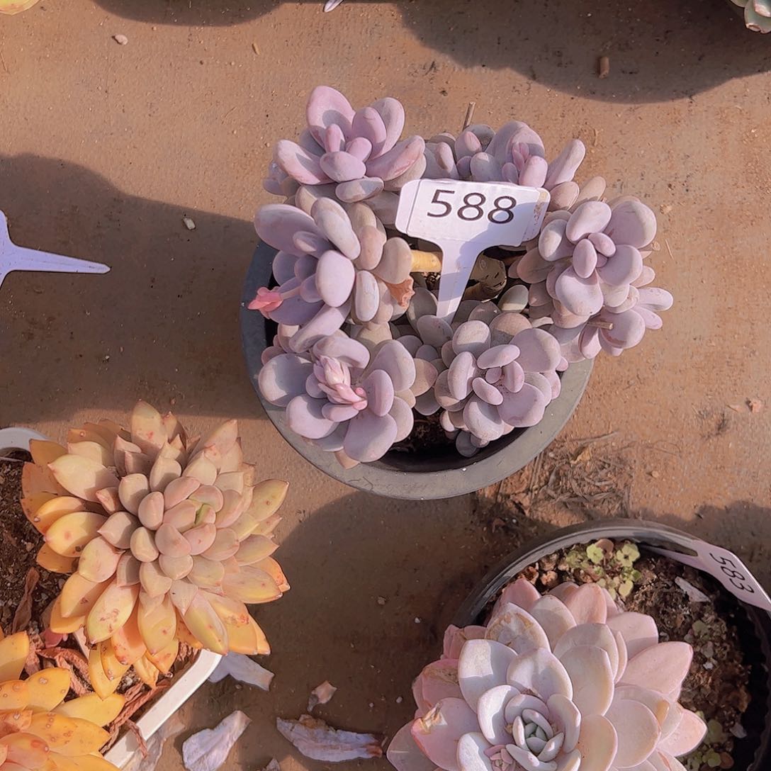 后***来588奶酪18不售后