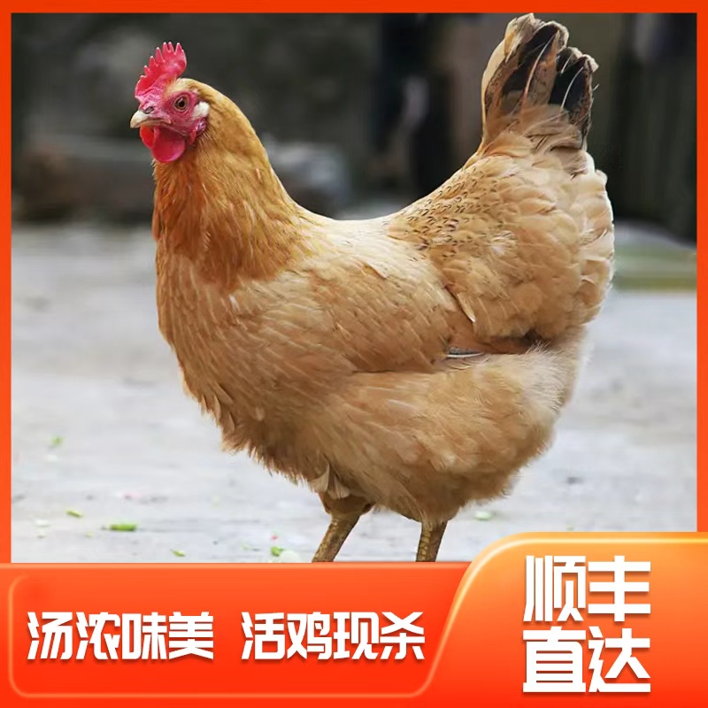 【皖南老母鸡】1只装 黄油老母鸡  汤鲜味美 产地直发 新鲜到家