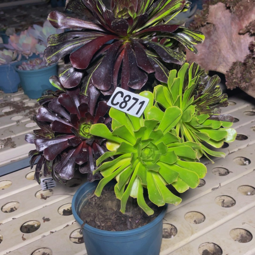 水墨丹青7/////-//-31。包邮