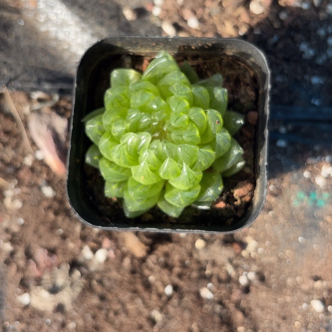 精品蝉翼玉露多肉植物