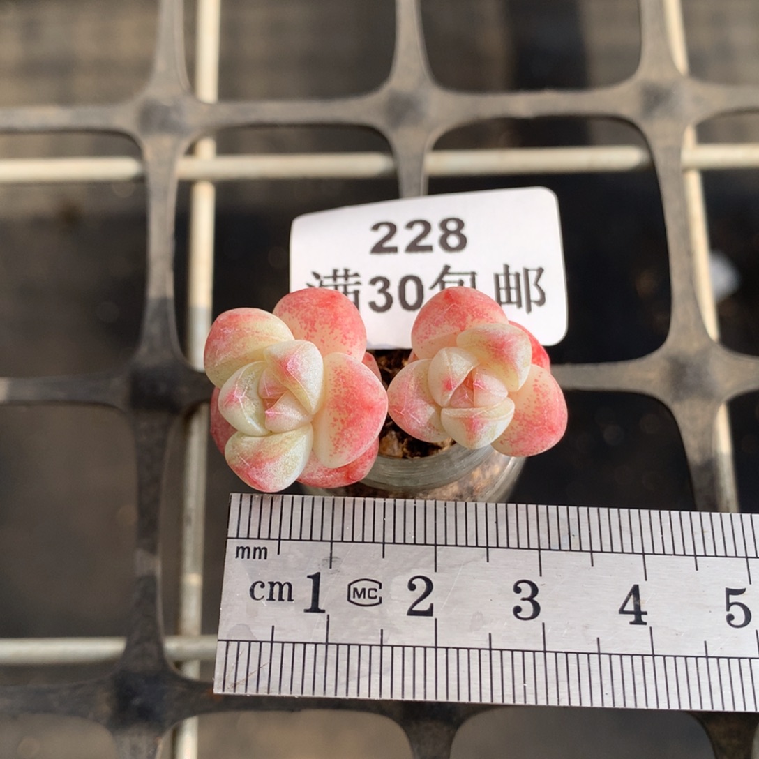 229双头玻璃瓶小树冰玉冠服3