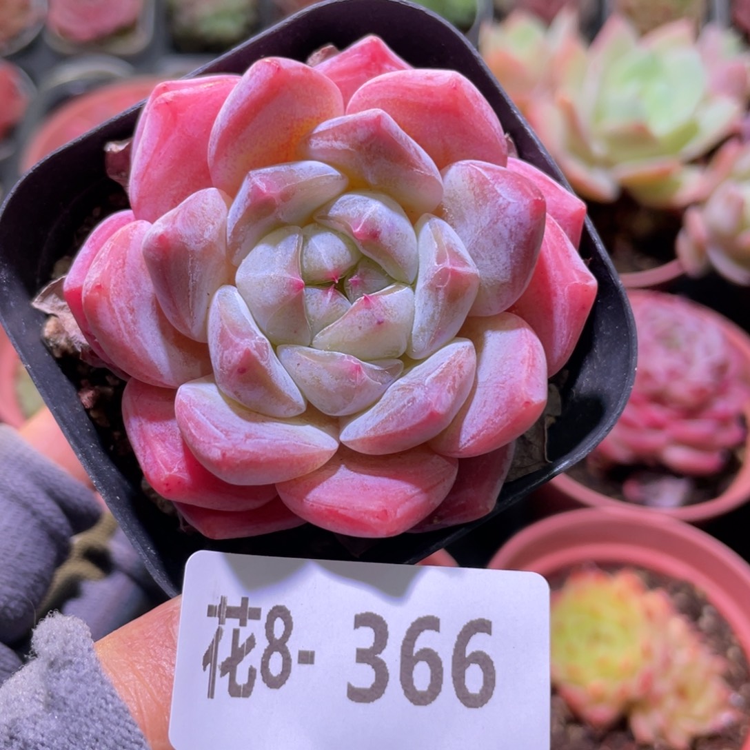 花利美8-366冰糖  