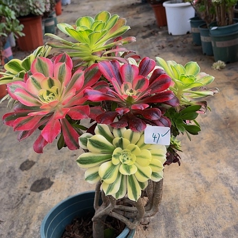 法师嫁接一物一拍47