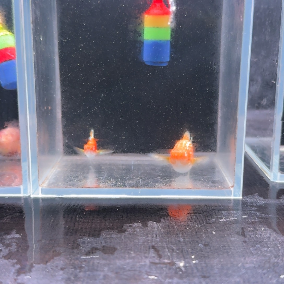 孔雀鱼80号玛丽2条