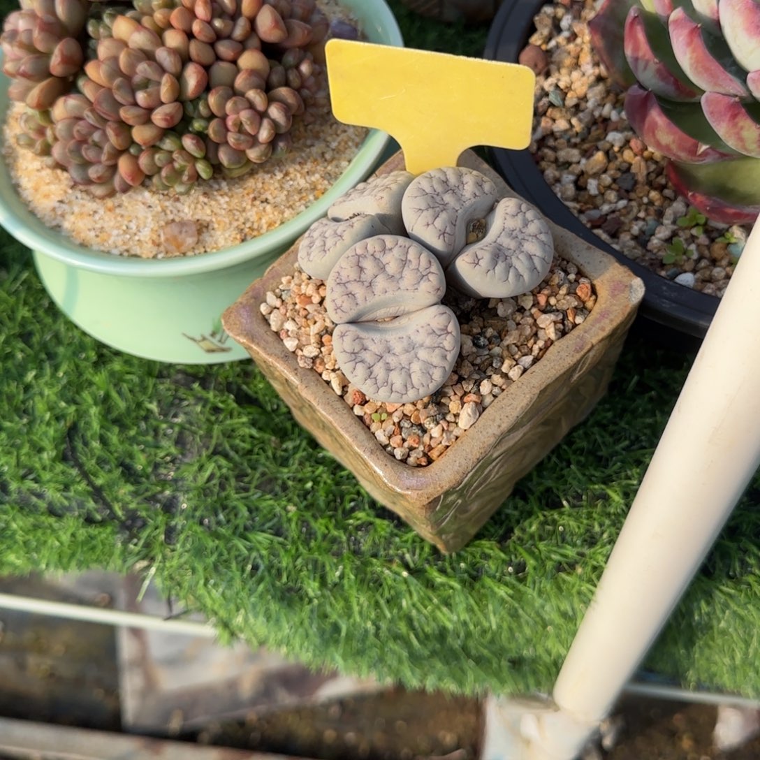 勇***子多肉植物脑纹玉簪头