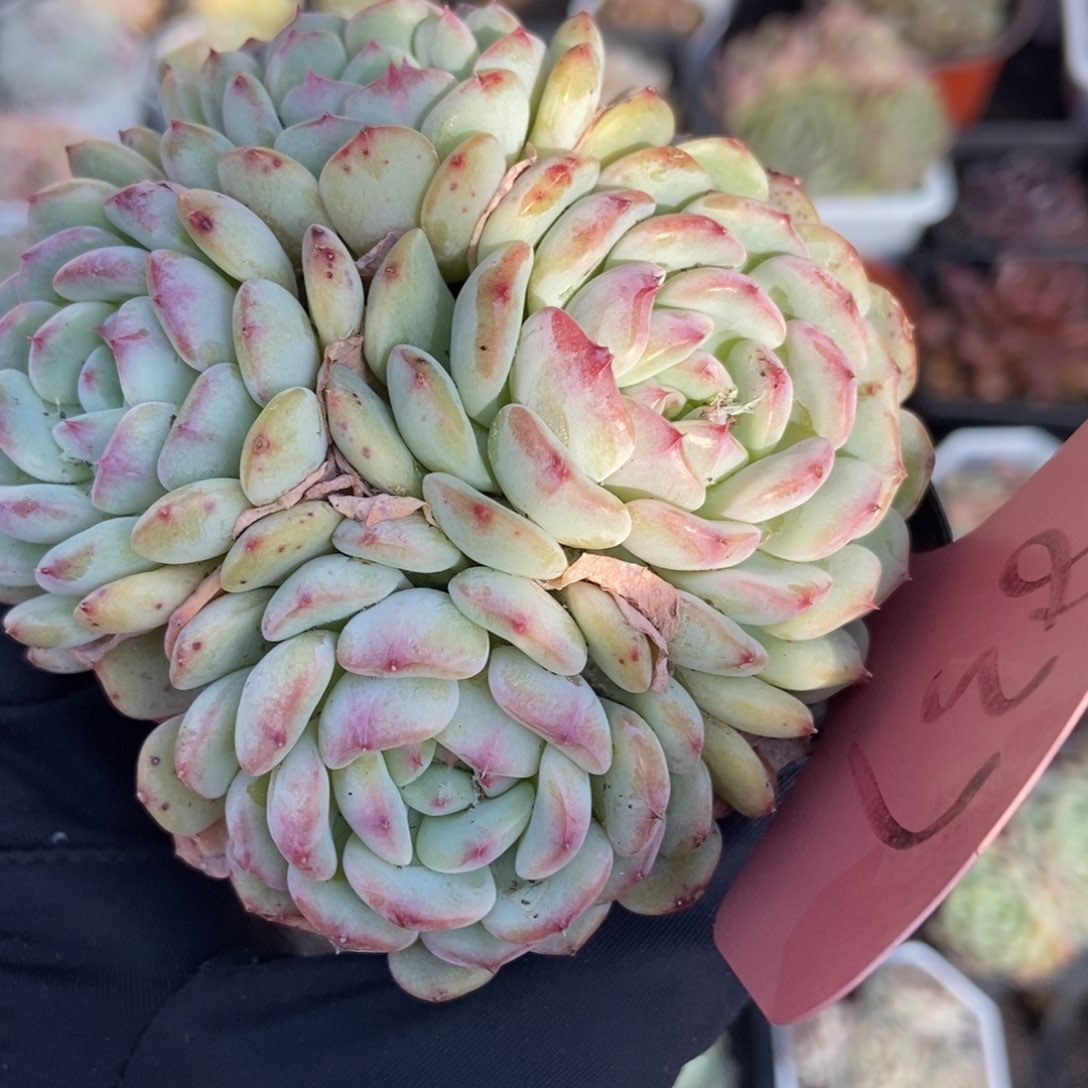 837白胖子多肉植物保护