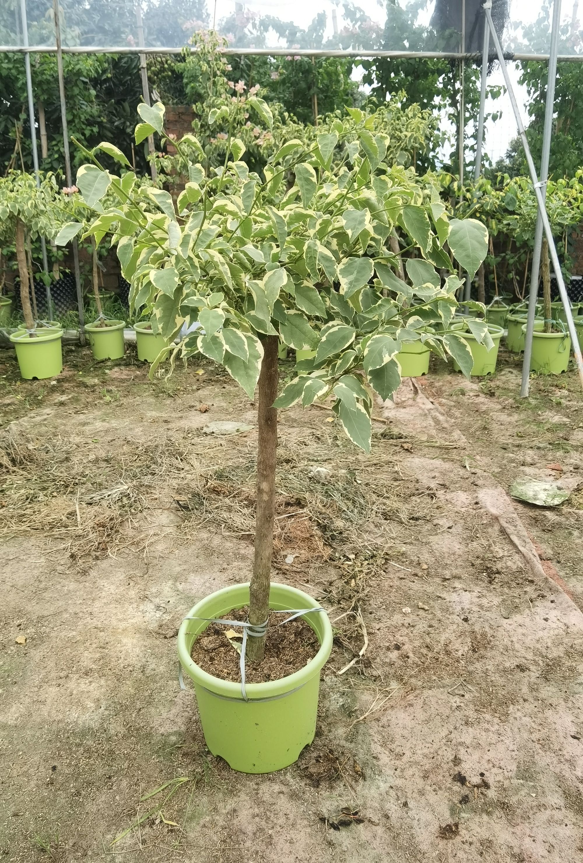 马斯三角梅高杆棒棒糖嫁接阳台庭院四季开花勤花