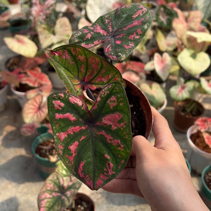 Y***p不开花植物A425不包种球大小不包叶损