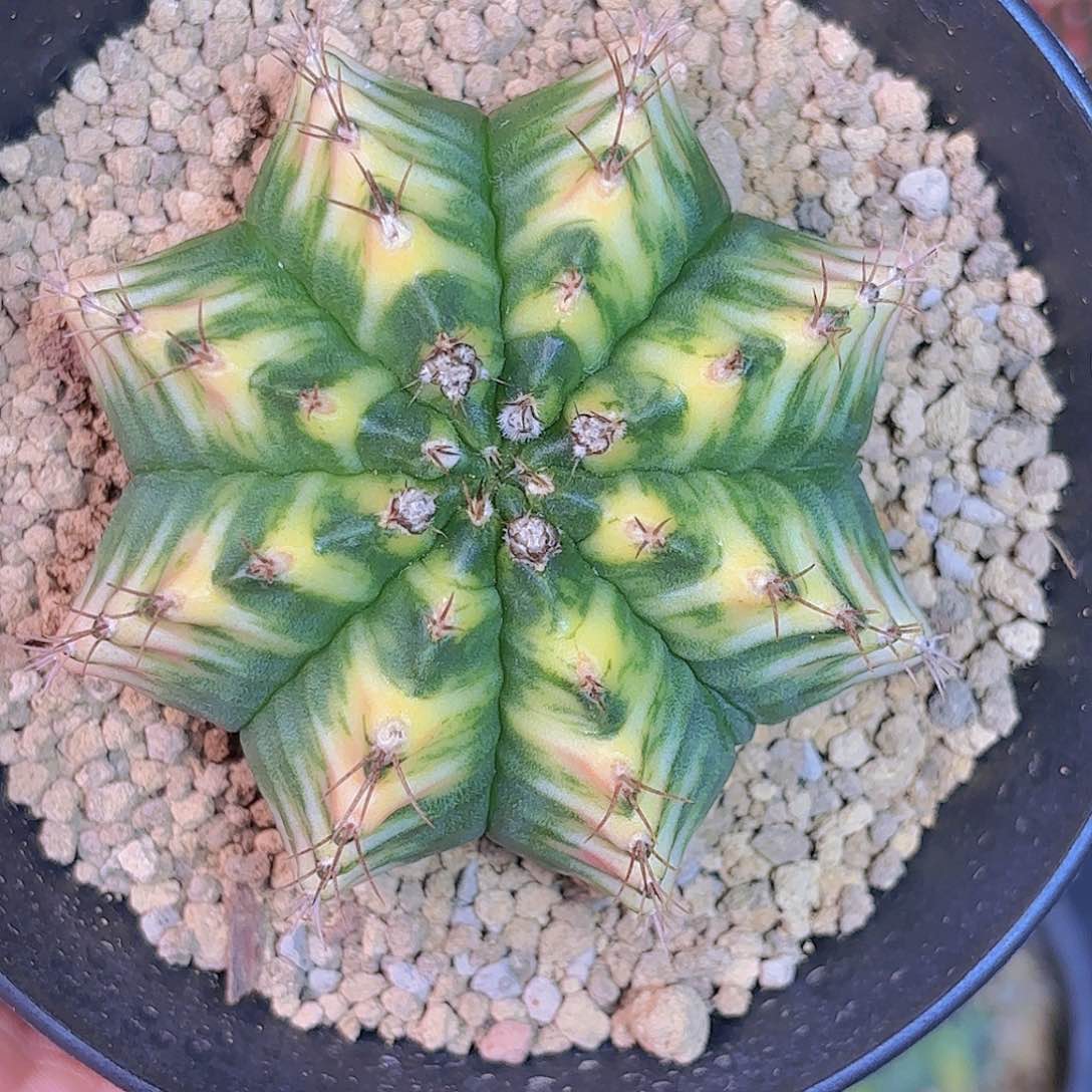 泰系实生米哈仙人球11号