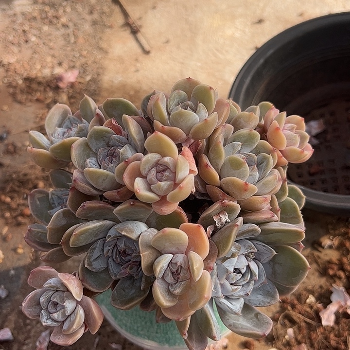 雪兔一个脱土多肉