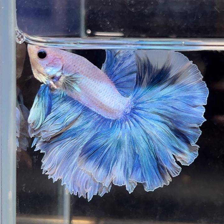 斗鱼4号打折出鱼蓝紫色风铃花