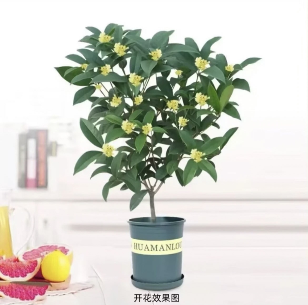 四季桂花树盆栽室内外好养易活带香味开花花卉绿植