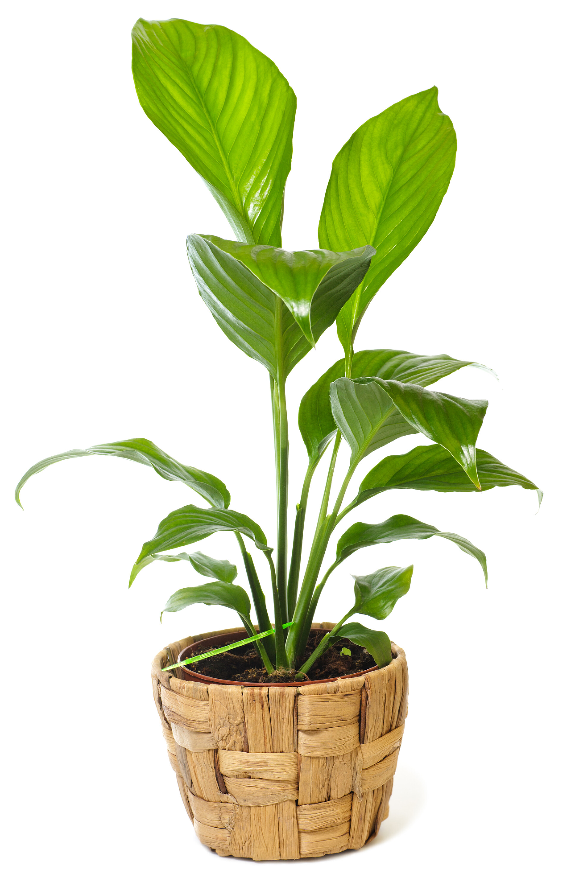 栀子花茶花水杨梅盆景素材，小盆栽（直播间一物一拍专用）