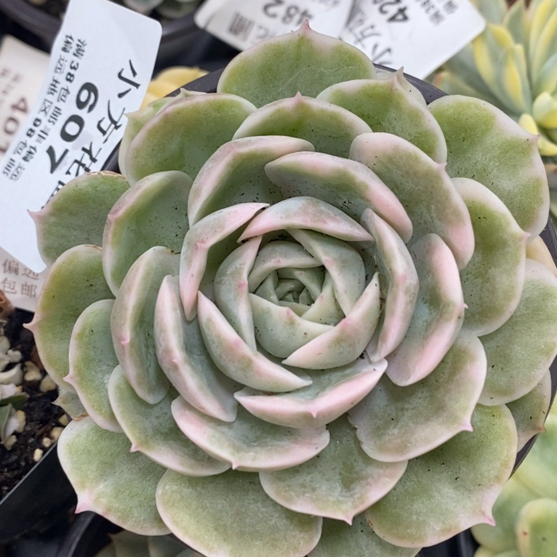 607昂斯诺锦单头带根