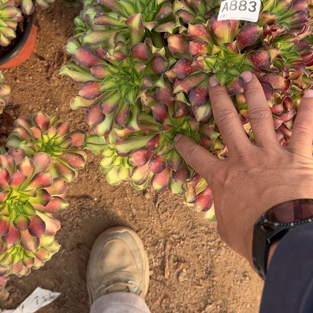 883韶华多肉植物法师