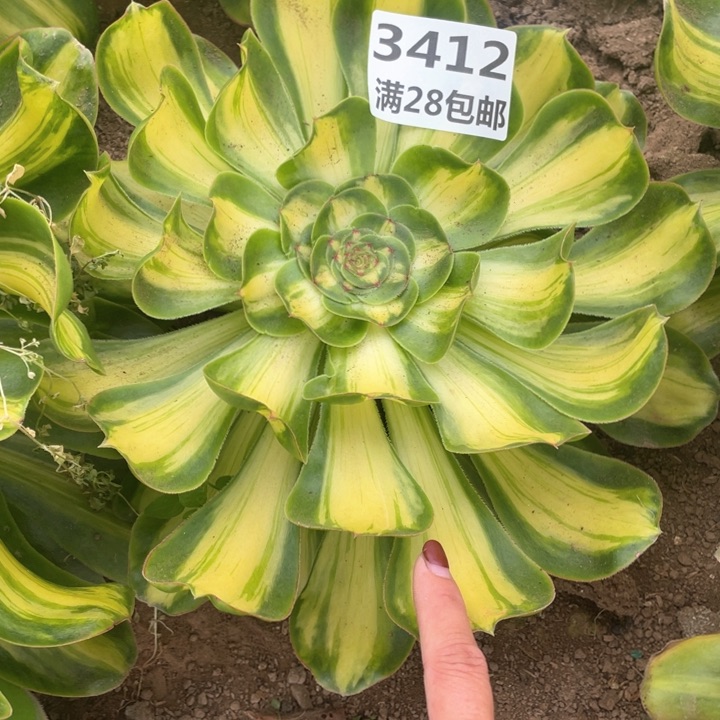 3412三号棚暴君多肉O