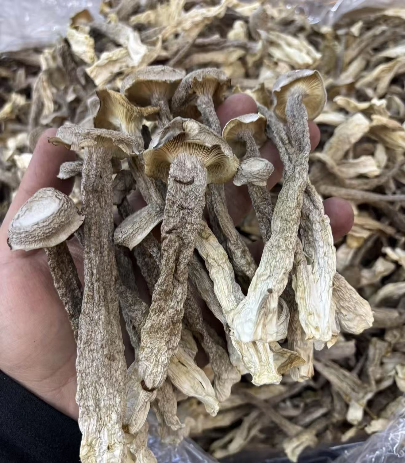 中缅农品--鹿茸菇